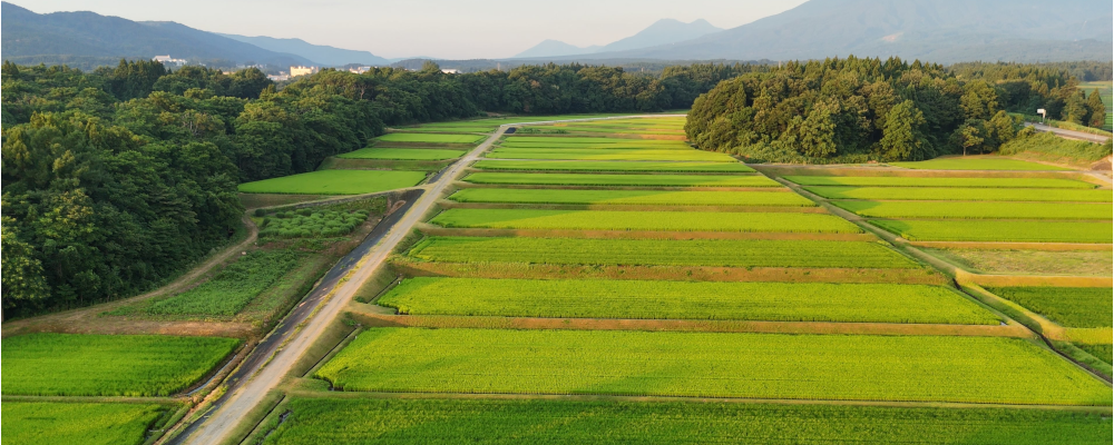 矢代のコシヒカリ